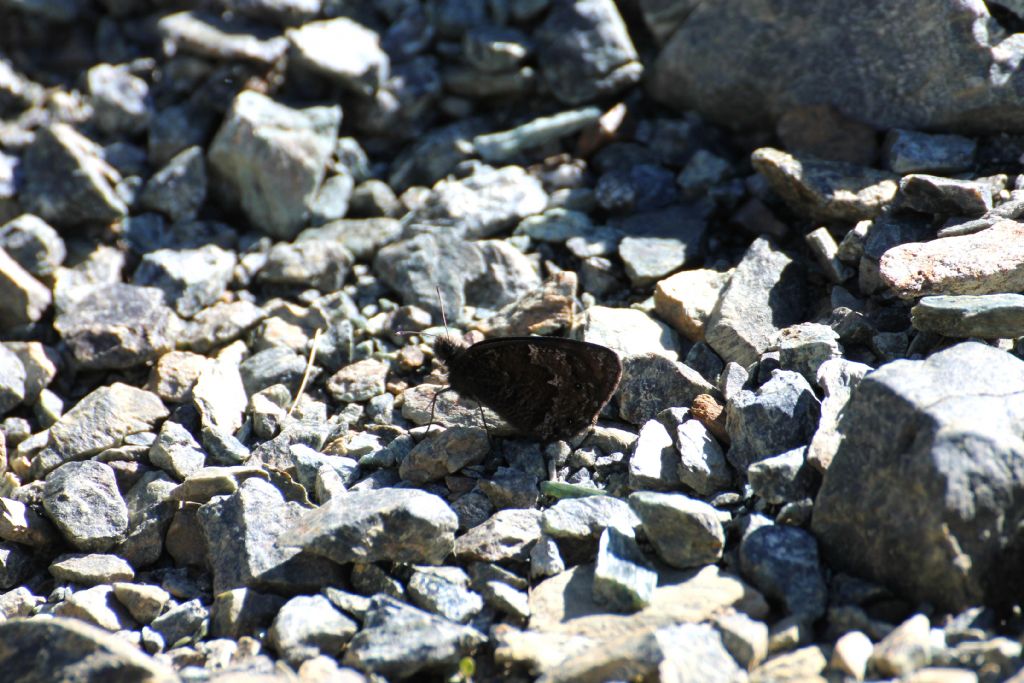 Erebia montana ed Erebia dromus/cassioides